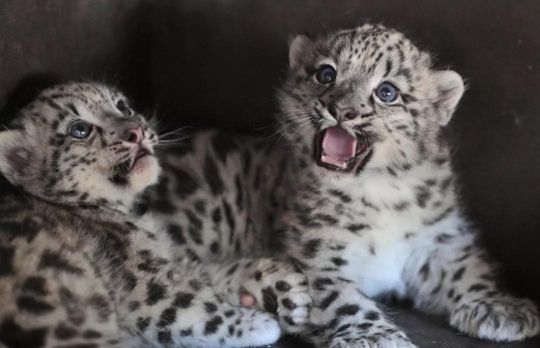 好好一只大猫,咋就变成了世界“最高冷”佛系游侠?