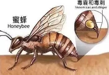 大货车司机被马蜂蜇昏迷,司机被马蜂蜇伤昏迷怎么办