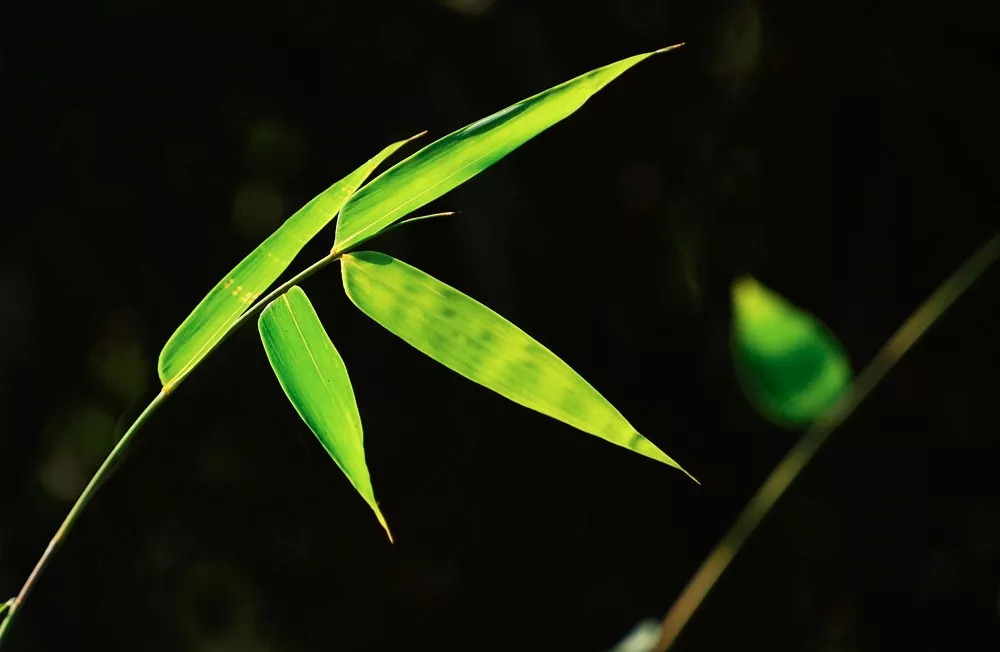 国家禁止出境的钱币文物,国家禁止出口的文物