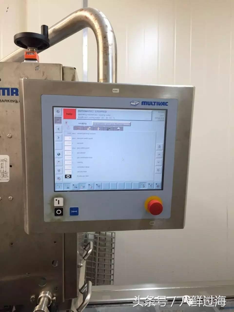 新西兰海边青口贝,新西兰赶海吃青口贝