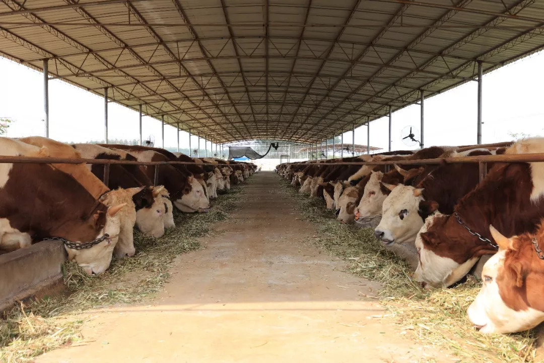 星力量主持团队,星力量主持