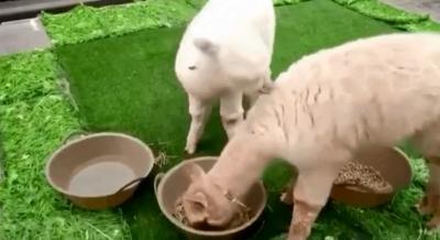 嫌拼车空调不凉女子被司机扔服务区;快递员撞人后蜗居帐篷365天