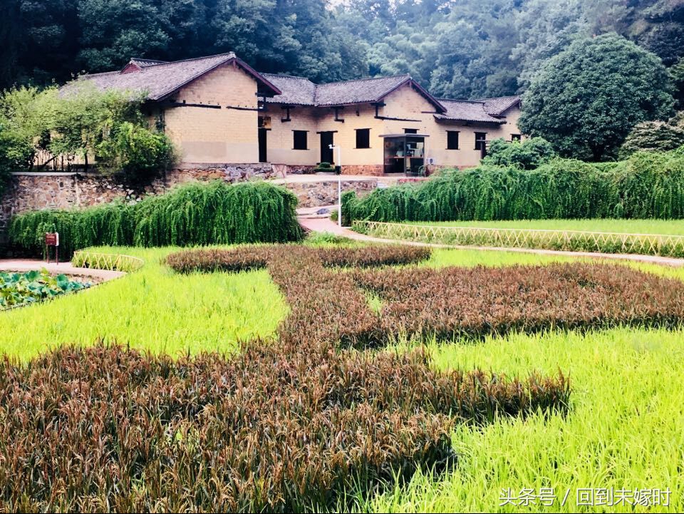 韶山升起太阳,韶山红旗升起的地方