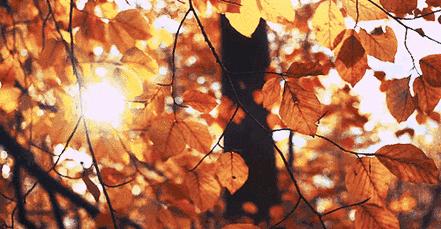 好的排毒胶囊,最好的排毒养颜药品