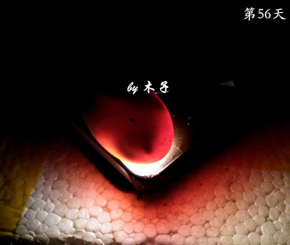 草龟繁殖经验分享孵蛋40天破壳,草龟养殖日记从幼苗开始