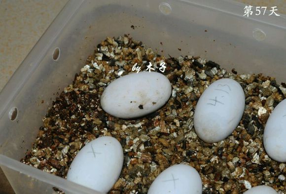草龟繁殖经验分享孵蛋40天破壳,草龟养殖日记从幼苗开始