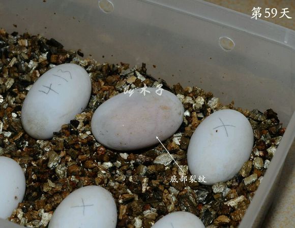 草龟繁殖经验分享孵蛋40天破壳,草龟养殖日记从幼苗开始