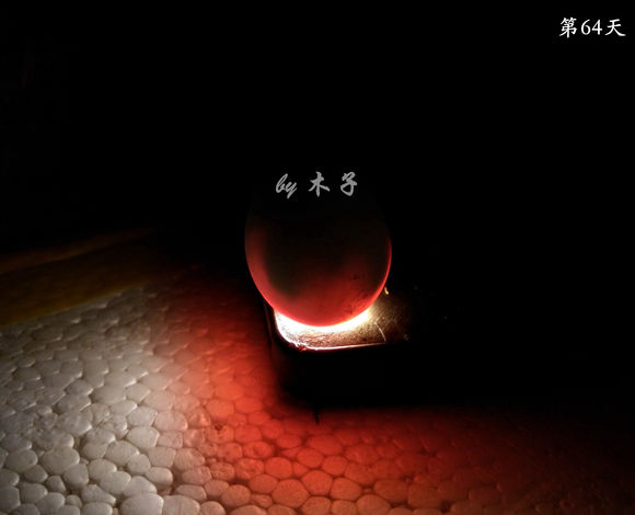 草龟繁殖经验分享孵蛋40天破壳,草龟养殖日记从幼苗开始