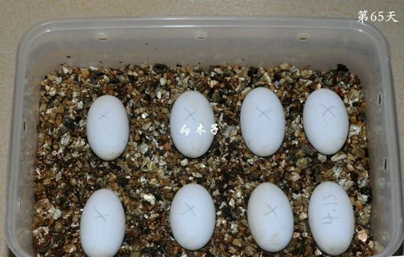 草龟繁殖经验分享孵蛋40天破壳,草龟养殖日记从幼苗开始