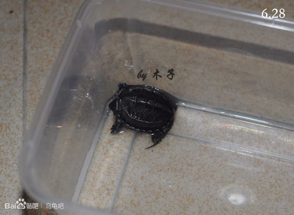 自己养的草龟怎么孵化草龟蛋,自家养的草龟如何产蛋