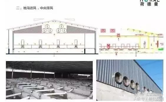 自繁自养猪舍最佳布置图,猪场管理七个方法
