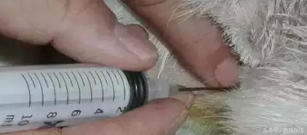 看图羊病,看图学经络