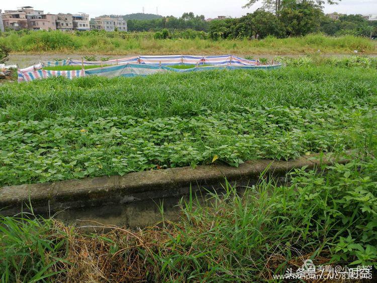 故人具鸡黍邀我至田家邀的意思,故人具鸡黍邀我至田家什么意思