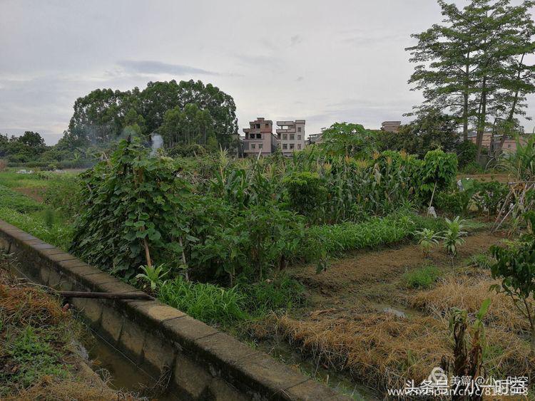 故人具鸡黍邀我至田家邀的意思,故人具鸡黍邀我至田家什么意思