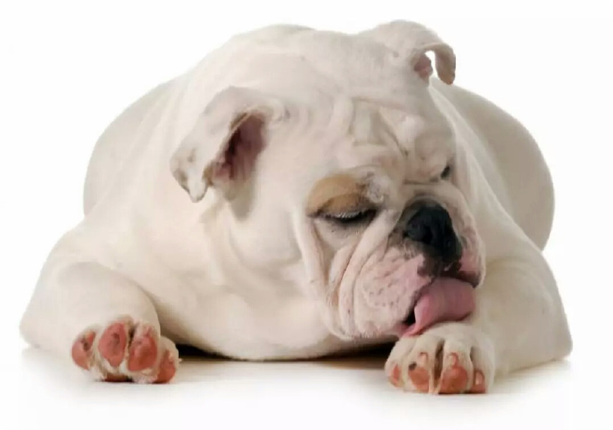 斗牛犬各种疾病的表现,斗牛犬的一些常见病