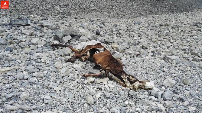 一次偶然，铸就永恒，十年驴龄的他“长存”于此-乌孙驴行记