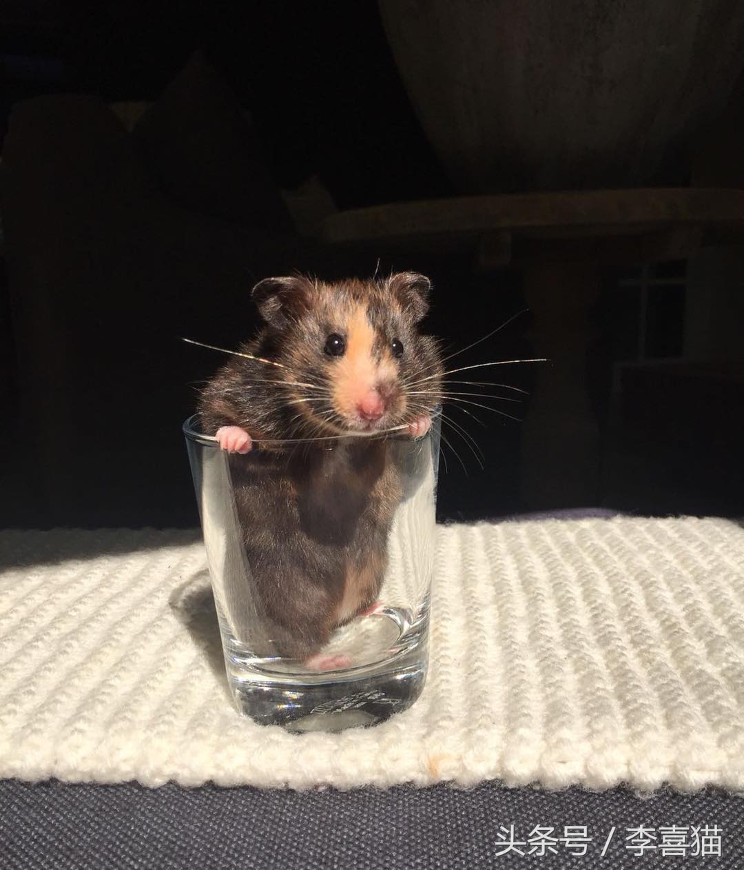 仓鼠金丝熊有多可爱,金丝熊胖胖的样子