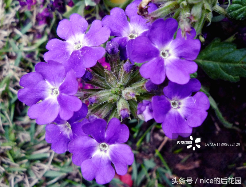 美女樱认不得？只怪它衣服太多