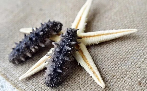 滨州专卖海参店,滨州海参