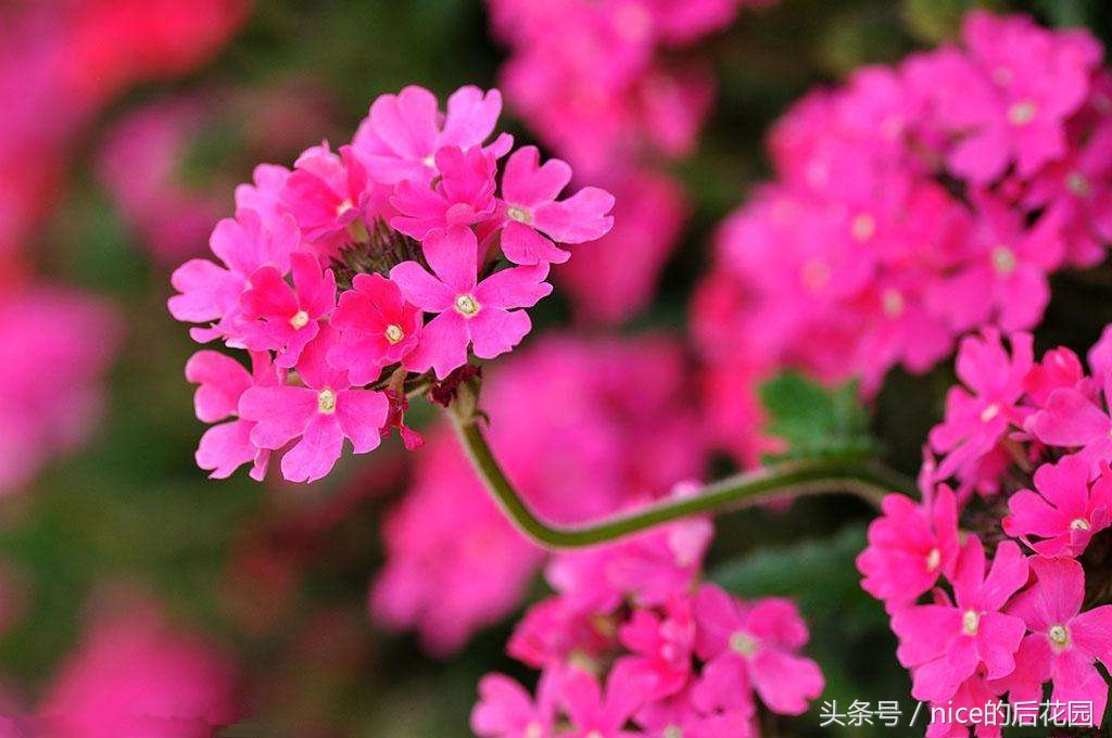 美女樱认不得？只怪它衣服太多