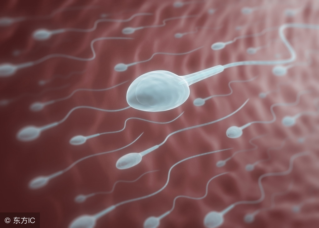 「养猪经验」最靠谱8种方法判断母猪是否发情!