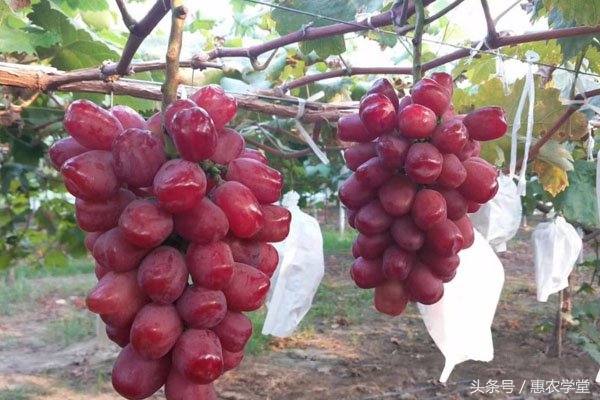 浪漫红颜葡萄栽培技术,浪漫红颜和妮娜皇后葡萄哪个更好