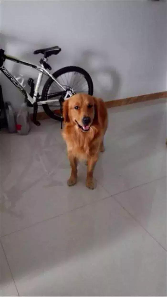 阿拉斯加被金毛吓怂,金毛受到惊吓后跑了