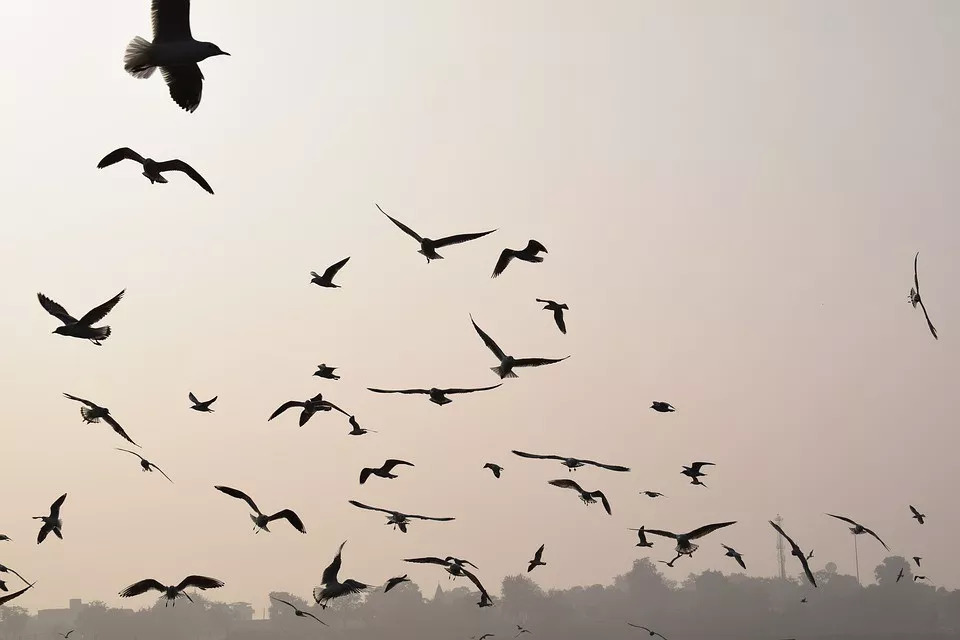 白露｜秋荷一滴露，露自何处来？