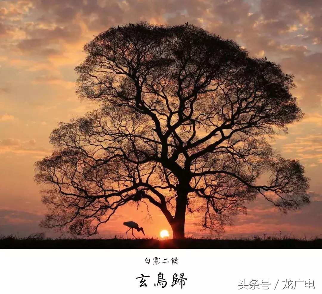 今天白露喝什么汤好,今天白露吃什么饭好呢