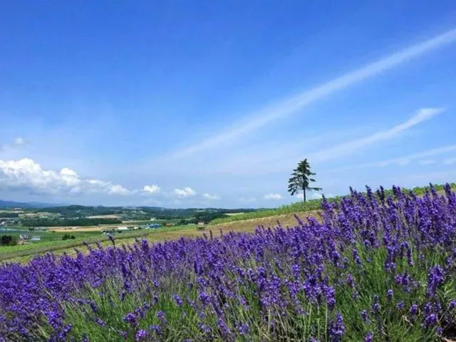 一条周年庆|日本卡乐比水果麦片,ROSENDAHL企鹅保温壶