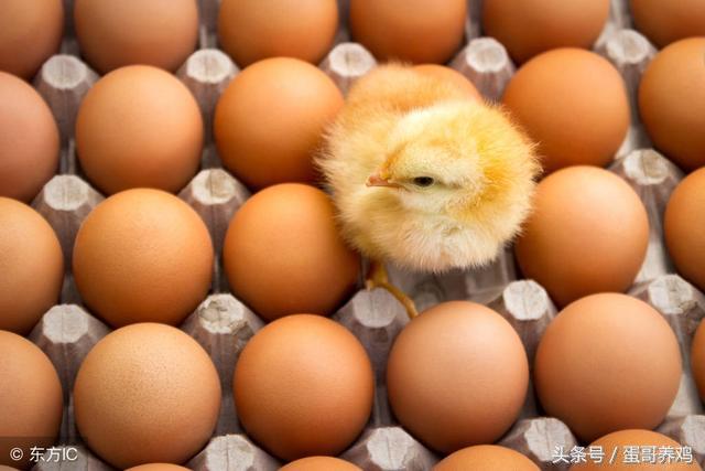 家禽癌症,鸡得了血管瘤怎么办