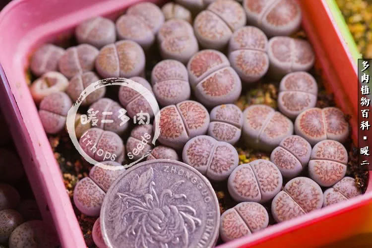 生石花播种后如何养护,生石花养护注意事项