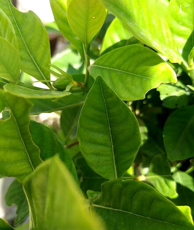 栀子花苞怎么能快速开放,如何让摘下的栀子花花苞开花