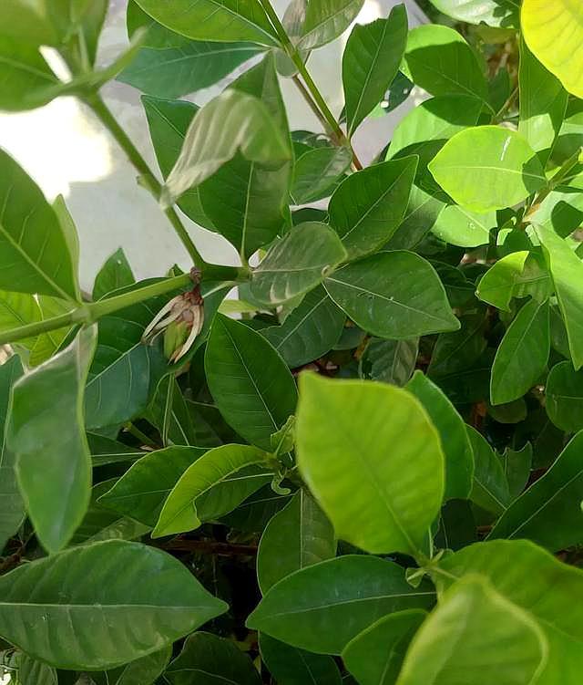 栀子花苞怎么能快速开放,如何让摘下的栀子花花苞开花