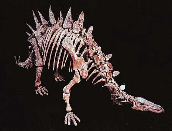 恐龙为什么如此巨大,恐龙为什么能长那么大的原因