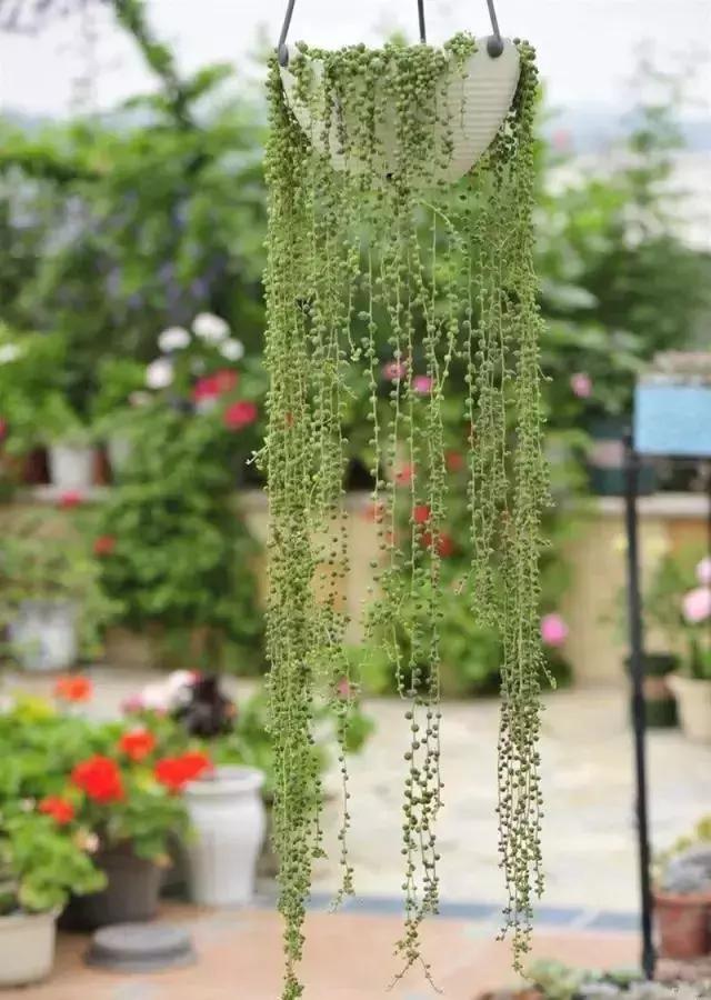 植物窗帘图案,植物窗帘效果图大全