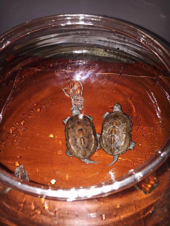 「龟友记录」萌妹子养龟全纪录（第一部）