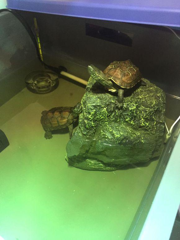 「龟友记录」萌妹子养龟全纪录（第一部）