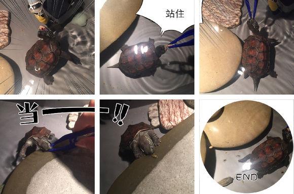 「龟友记录」萌妹子养龟全纪录（第一部）