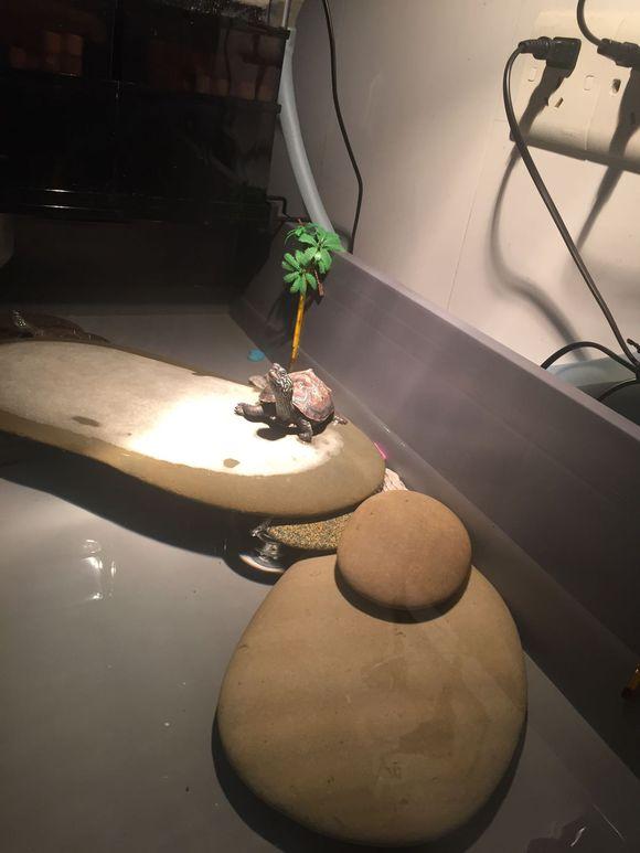 「龟友记录」萌妹子养龟全纪录（第一部）