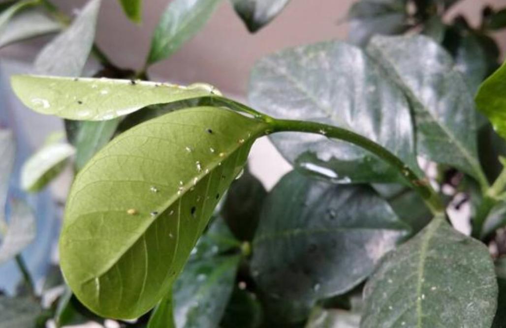 怎样才能把栀子花养好,好好的栀子花怎么生虫