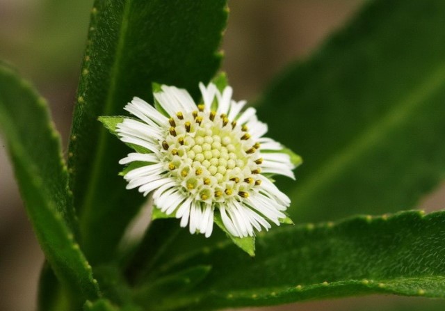 四物汤可以和二至丸同煎吗,二至丸与四物汤颗粒怎么搭配