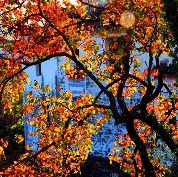 秋天的婺源什么时候去最美,秋天的婺源是色彩的天堂