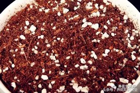 水培绿萝怎么养护长得才茂盛,刚种植的大盆绿萝柱怎么养护