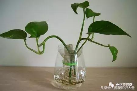 水培绿萝怎么养护长得才茂盛,刚种植的大盆绿萝柱怎么养护