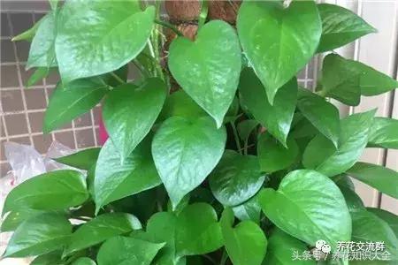 水培绿萝怎么养护长得才茂盛,刚种植的大盆绿萝柱怎么养护