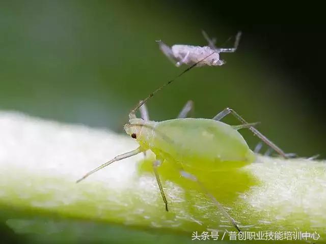 种菜病虫害的防治口诀,种菜小知识大全预防病虫害