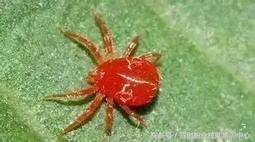 种菜病虫害的防治口诀,种菜小知识大全预防病虫害