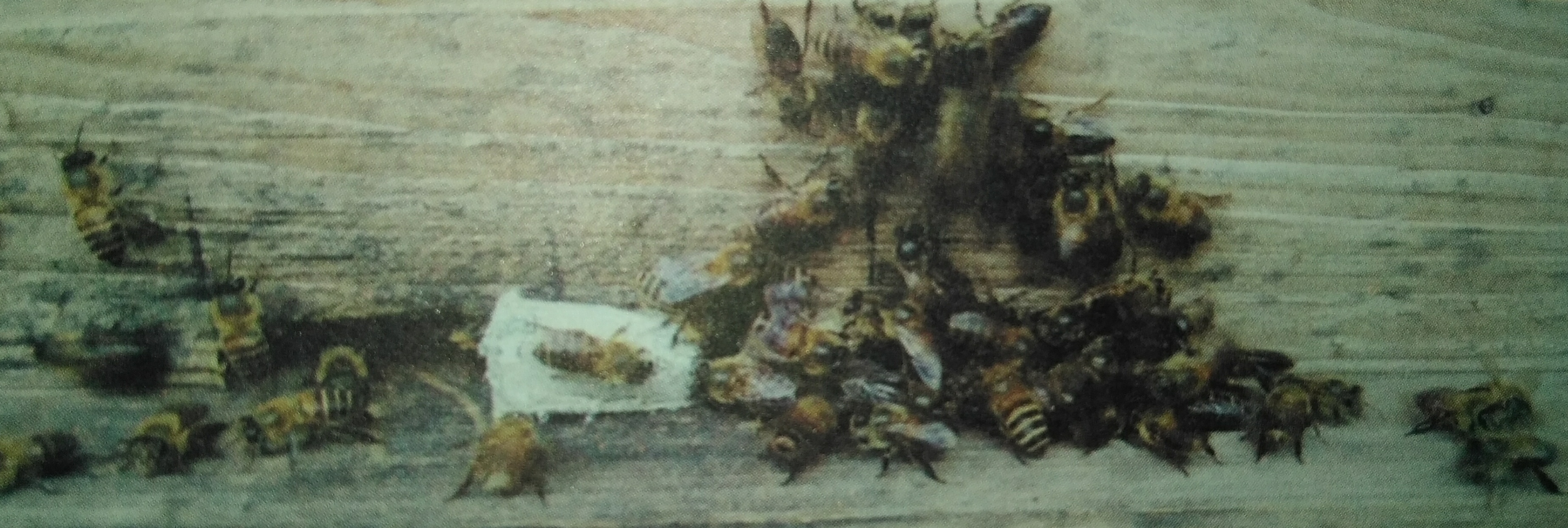 箱外观察中蜂正常现象,箱外观察技术视频