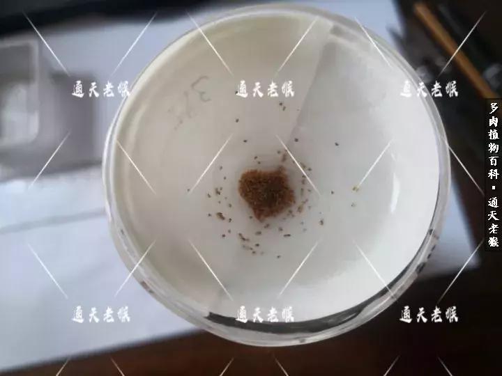 多肉播种洗种子全过程：是时候展现真正的技术了！